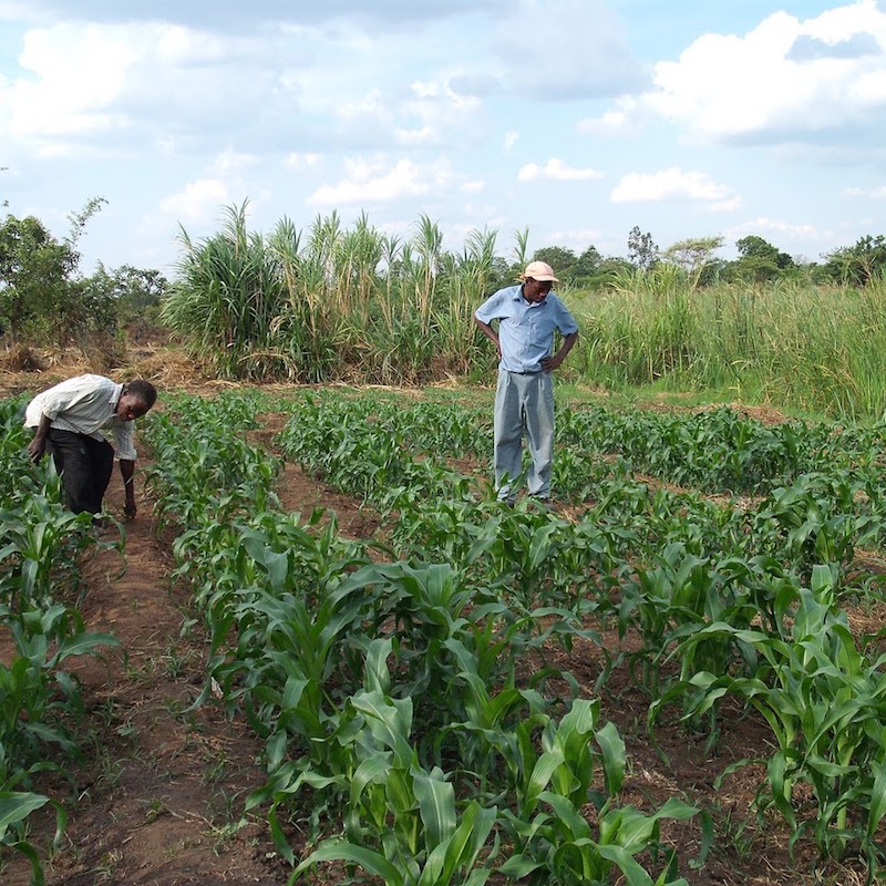 chinthowa development Trust Inspecting new crops.
