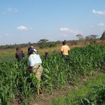 Walking through the maize fields