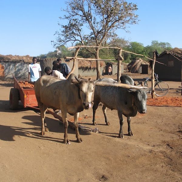 Chinthowa development Trust New oxen and ox cart